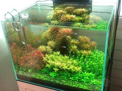 大魚缸費電嗎？：如何提高大魚缸的能耗 大魚缸費電嗎？：如何提高大魚缸的能耗 魚缸百科 第4張