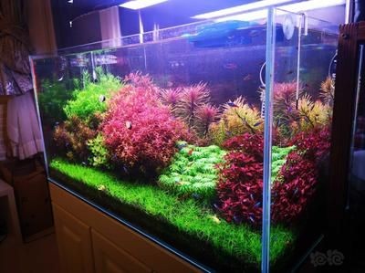 大魚缸費電嗎？：如何提高大魚缸的能耗 大魚缸費電嗎？：如何提高大魚缸的能耗 魚缸百科 第3張