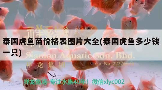 魚缸 泰國虎魚苗價格表圖片大全(泰國虎魚多少錢一只) 虎魚百科 泰國虎魚苗價格表圖片大全(泰國虎魚多少錢一只) 泰國虎魚苗價格表圖片大全(泰國虎魚多少錢一只) 虎魚百科
