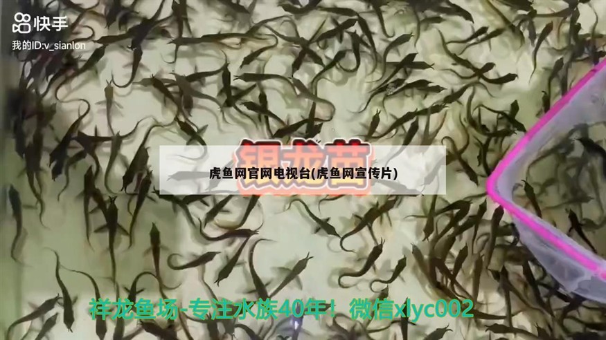 虎魚網官網電視臺(虎魚網宣傳片)