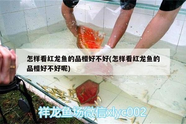 紅龍魚最好的品種在哪里可以買到呢（紅龍魚最好的品種在哪里可以買到呢圖片） 紅龍魚最好的品種在哪里可以買到呢（紅龍魚最好的品種在哪里可以買到呢圖片） 紅龍魚百科