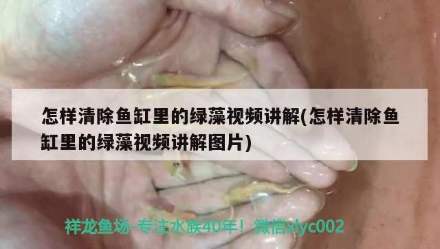 養(yǎng)紅龍魚用什么背景墻好看（養(yǎng)紅龍魚用什么背景墻好看呢）