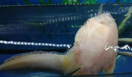 虎魚和金龍魚混養好嗎圖片對比(金龍魚和虎魚能混養嗎) 虎魚和金龍魚混養好嗎圖片對比(金龍魚和虎魚能混養嗎) 虎魚百科