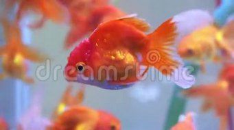 seadreams魚缸：\"seadreams魚缸\"信息
