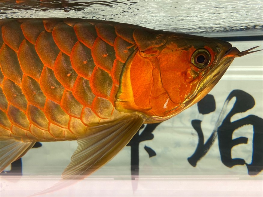 哪位大神能看出來是公魚還是母魚
