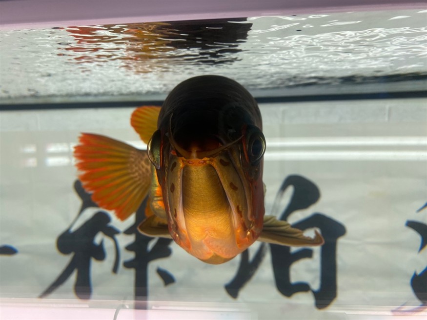 哪位大神能看出來是公魚還是母魚