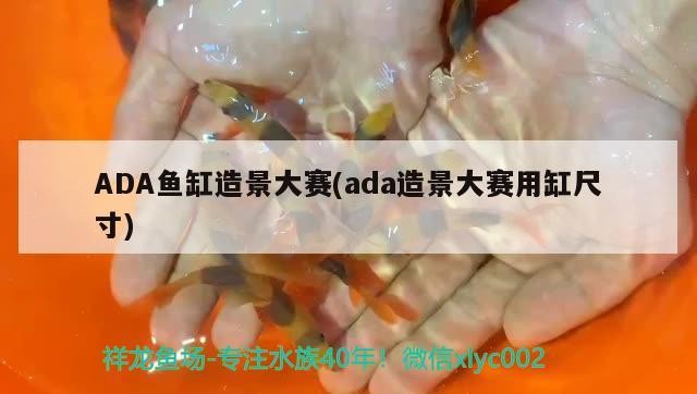 60厘米的銀龍魚多少錢(70厘米銀龍魚價(jià)格) 60厘米的銀龍魚多少錢(70厘米銀龍魚價(jià)格) 銀龍魚百科 第1張