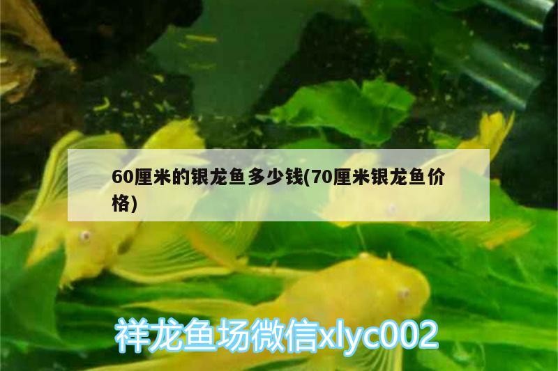 60厘米的銀龍魚多少錢(70厘米銀龍魚價(jià)格) 60厘米的銀龍魚多少錢(70厘米銀龍魚價(jià)格) 銀龍魚百科 第2張