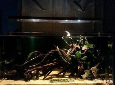 不造景的魚缸養什么魚：不造景的魚缸養魚是一種經濟實惠的選擇