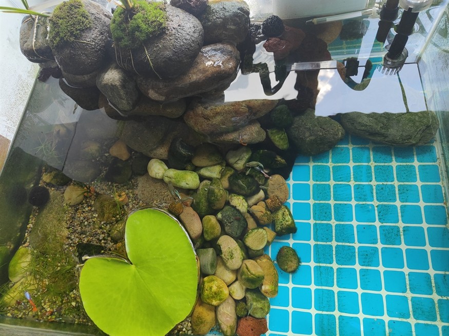 附石水菖蒲，水楊梅造景。