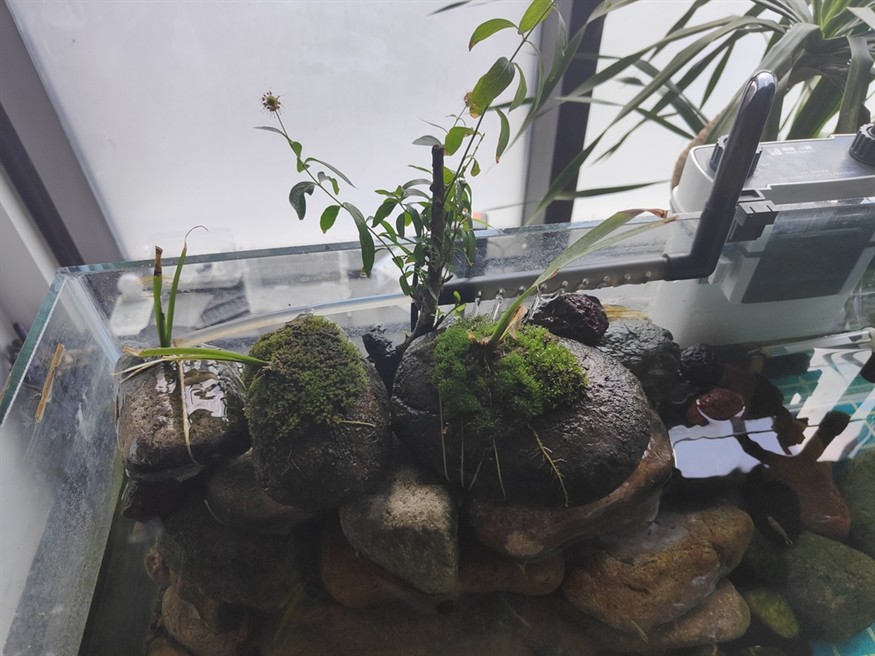 附石水菖蒲，水楊梅造景。