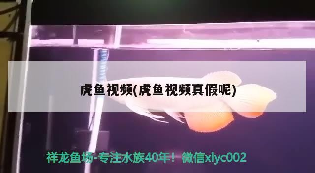 虎魚視頻(虎魚視頻真假呢)