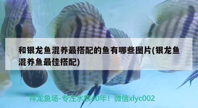 和銀龍魚(yú)混養(yǎng)最搭配的魚(yú)有哪些圖片(銀龍魚(yú)混養(yǎng)魚(yú)最佳搭配)