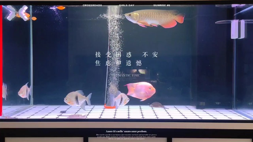 小金龍成長記第 194