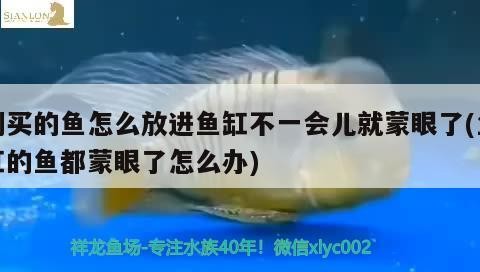 泰北虎為什么便宜，如何讓虎魚不躲在角落