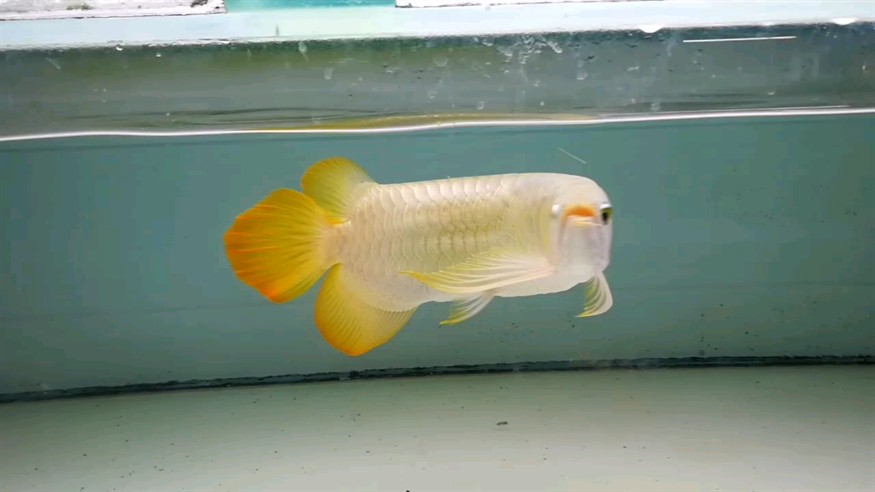 大湖狂鯊