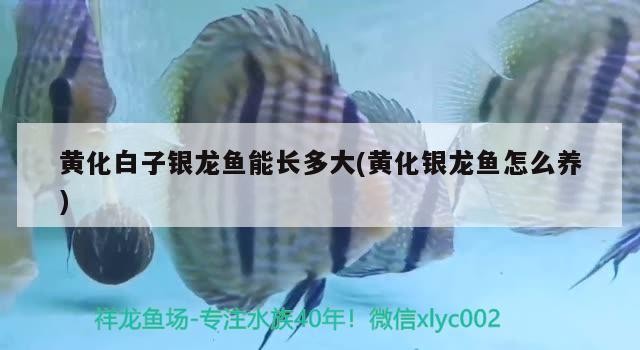 黃化白子銀龍魚能長多大(黃化銀龍魚怎么養)