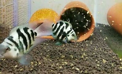 寶藍鸚鵡魚缸布置效果圖：寶藍鸚鵡魚的魚缸布置