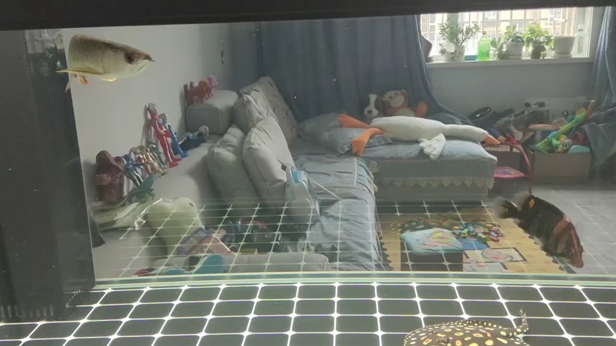 狀態(tài)如狗。