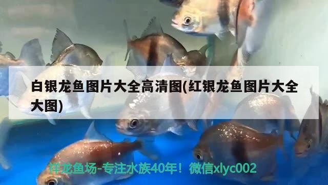 白銀龍魚圖片大全高清圖(紅銀龍魚圖片大全大圖)