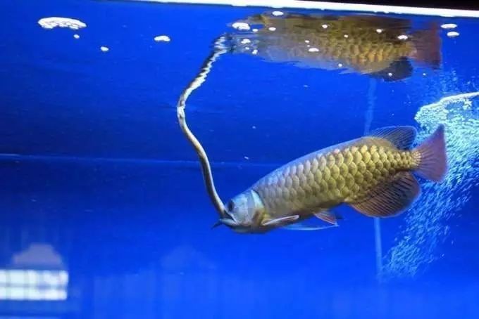 龍魚吃什么好 龍魚吃什么好 龍魚百科 第1張