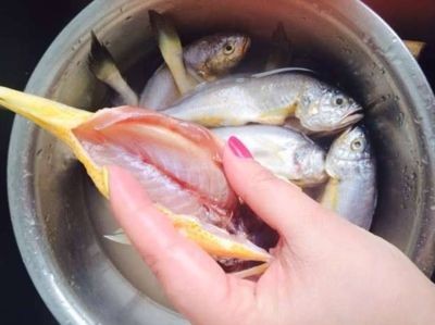 不用清理魚缸的魚是什么魚：如何選擇合適的清潔魚
