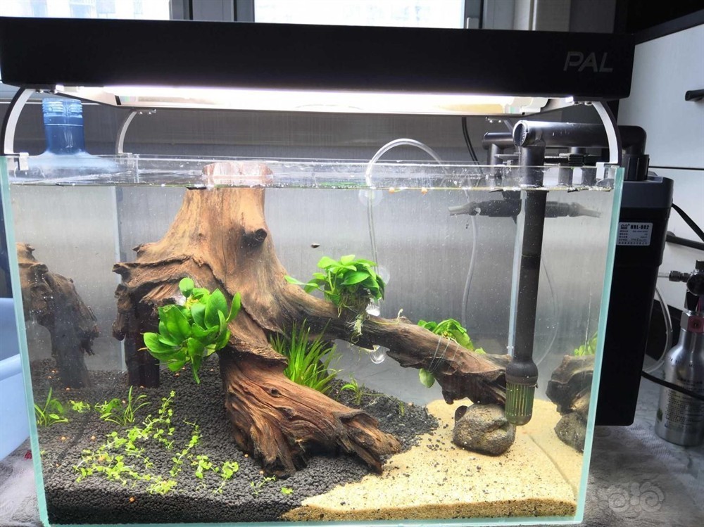 便宜的魚缸造景好嗎多少錢：便宜的魚缸造景價格在80-200元以上，總價220元左右