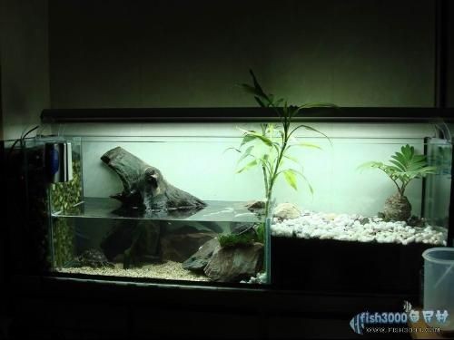 便宜的魚缸造景好嗎多少錢：便宜的魚缸造景價格在80-200元以上，總價220元左右