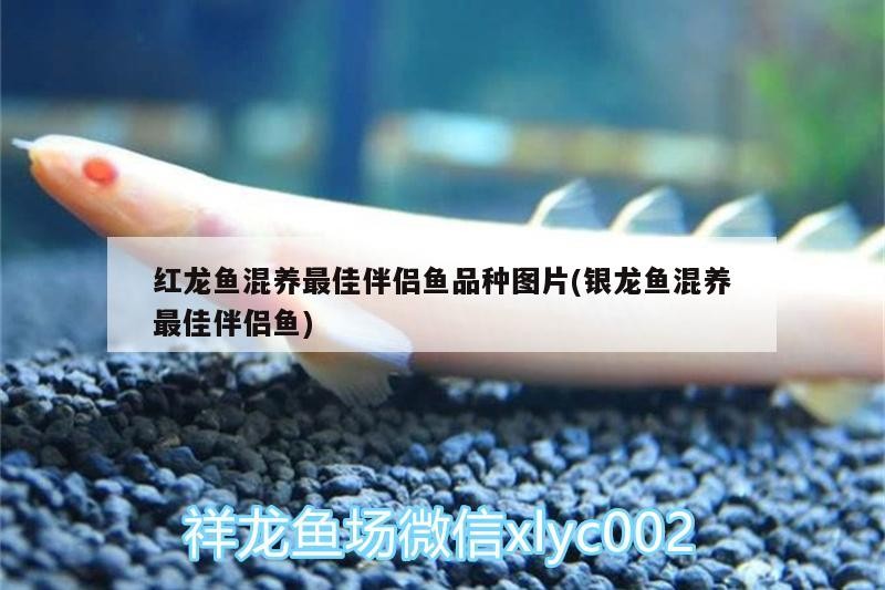 紅龍魚混養(yǎng)最佳伴侶魚品種圖片(銀龍魚混養(yǎng)最佳伴侶魚)