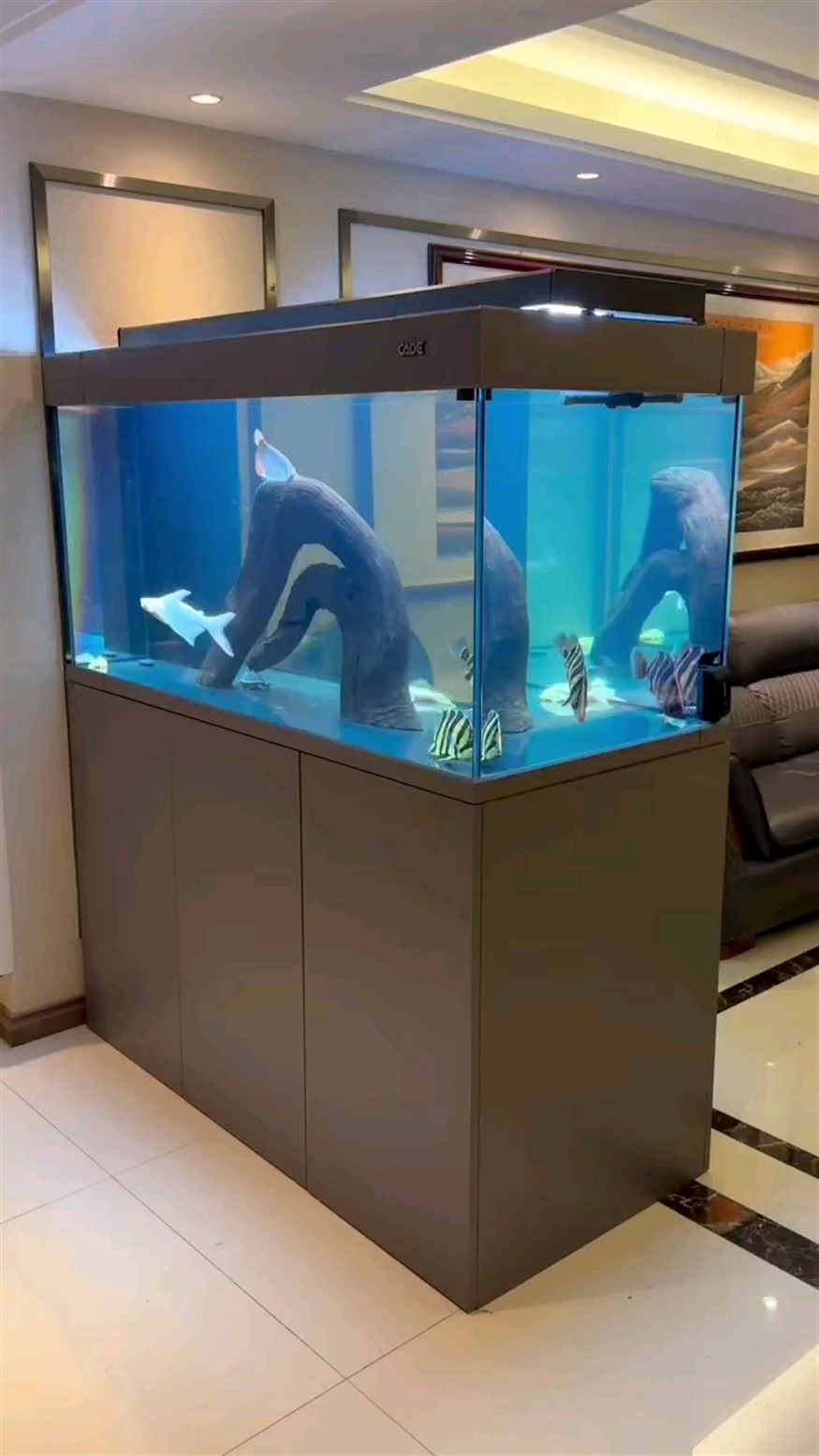 新家安裝新魚缸
