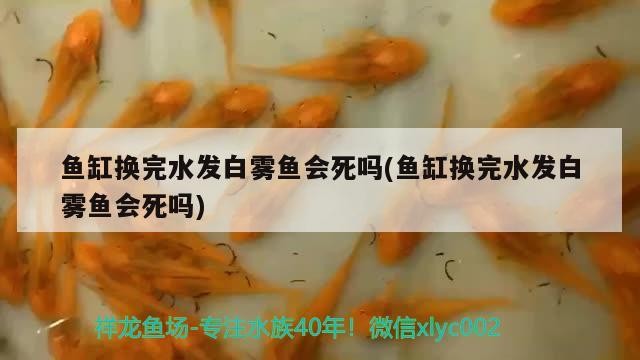 魚缸換完水發白霧魚會死嗎(魚缸換完水發白霧魚會死嗎)