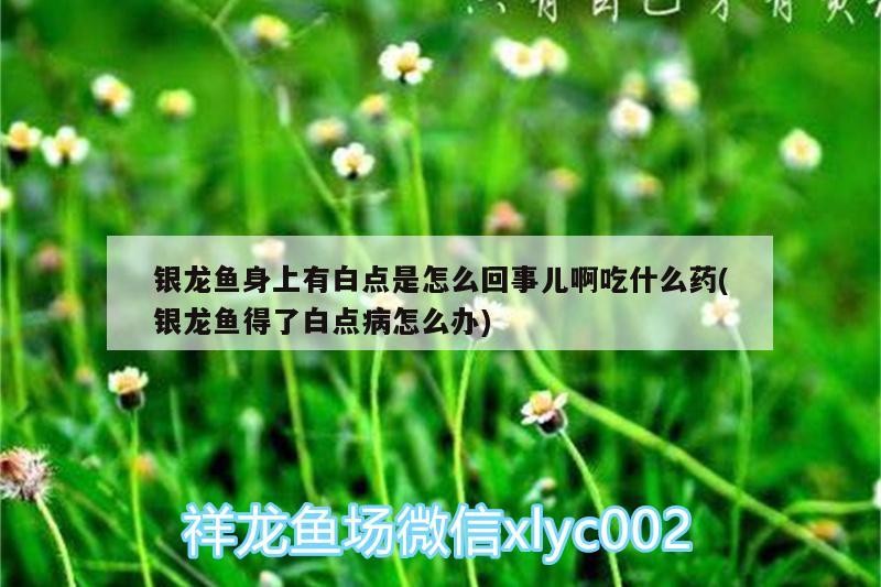 銀龍魚(yú)身上有白點(diǎn)是怎么回事兒啊吃什么藥(銀龍魚(yú)得了白點(diǎn)病怎么辦) 銀龍魚(yú)身上有白點(diǎn)是怎么回事兒啊吃什么藥(銀龍魚(yú)得了白點(diǎn)病怎么辦) 銀龍魚(yú)百科