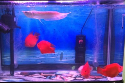 江海區海龍水族店（江海區海龍水族店地址）