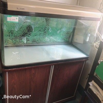 100cm魚缸多大：100cm長的魚缸在標準尺寸中屬于中等大小嗎？