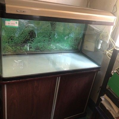 100cm魚缸多大：100cm長的魚缸在標準尺寸中屬于中等大小嗎？