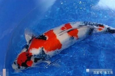 有哪些藥物可以治療龍魚鰓蓋穿孔，如何預防龍魚鰓蓋穿孔