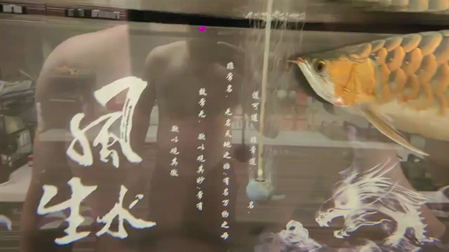 紅龍腮蓋長了大疙瘩求大神急救