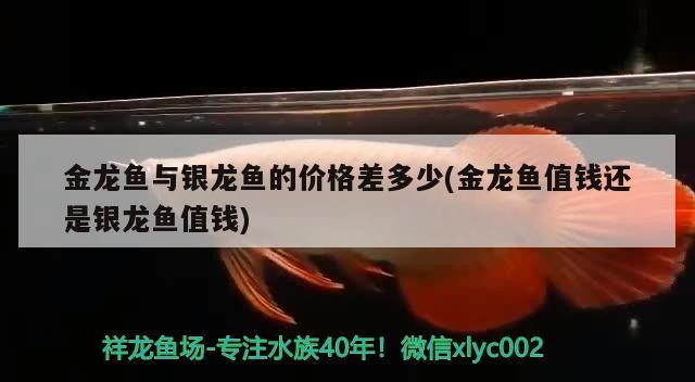 金龍魚與銀龍魚的價(jià)格差多少(金龍魚值錢還是銀龍魚值錢)