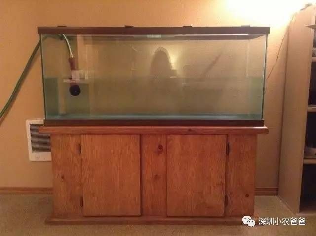 如何鑒別金龍魚(yú)的純種，如何鑒別金龍魚(yú)的純種？