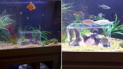 帶蓋魚缸改造無蓋：帶蓋的魚缸如何改造成無蓋的