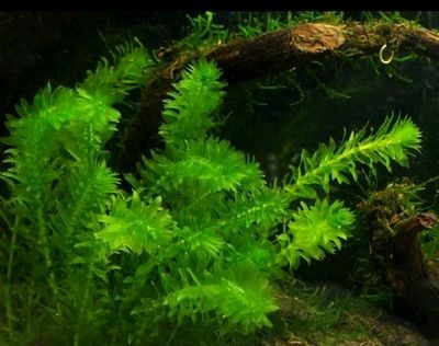 大魚缸水草盆怎么選購(gòu)：大魚缸水草盆栽選擇魚缸水草盆需要綜合考慮多個(gè)方面