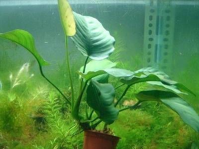大魚缸水草盆怎么選購(gòu)：大魚缸水草盆栽選擇魚缸水草盆需要綜合考慮多個(gè)方面