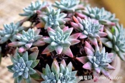 大魚缸水草盆怎么選購(gòu)：大魚缸水草盆栽選擇魚缸水草盆需要綜合考慮多個(gè)方面