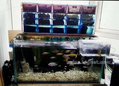 不用加溫的大型魚缸：不用加溫的大型魚缸如何保持水溫穩定水溫穩定
