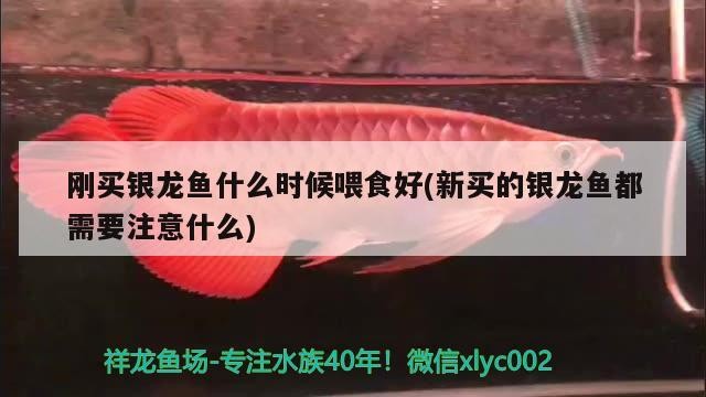 剛買銀龍魚什么時候喂食好(新買的銀龍魚都需要注意什么)