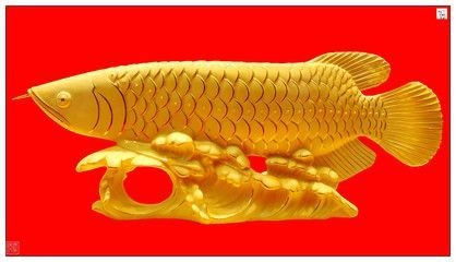 金龍魚的祝福語 龍魚百科 第1張 金龍魚的祝福語 金龍魚的祝福語 龍魚百科 第1張