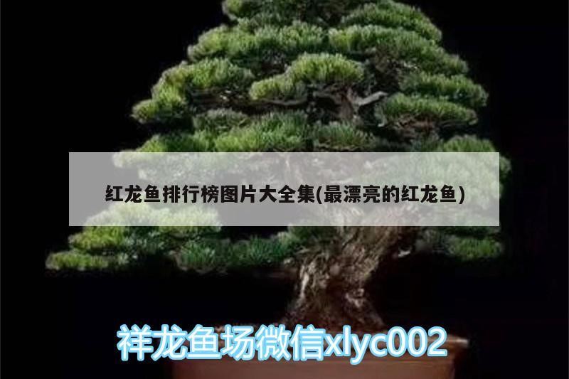 紅龍魚排行榜圖片大全集(最漂亮的紅龍魚) 紅龍魚排行榜圖片大全集(最漂亮的紅龍魚) 銀龍魚百科