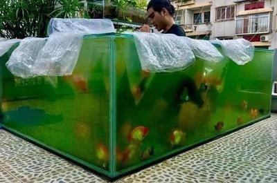 大魚缸養魚需要什么配件和材料：大型魚缸養魚所需的關鍵配件和材料