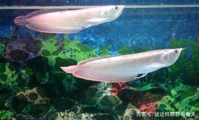 龍魚有多少個品種,如何辨別龍魚品種真偽 龍魚百科 第4張 龍魚有多少個品種,如何辨別龍魚品種真偽 龍魚有多少個品種,如何辨別龍魚品種真偽 龍魚百科 第4張