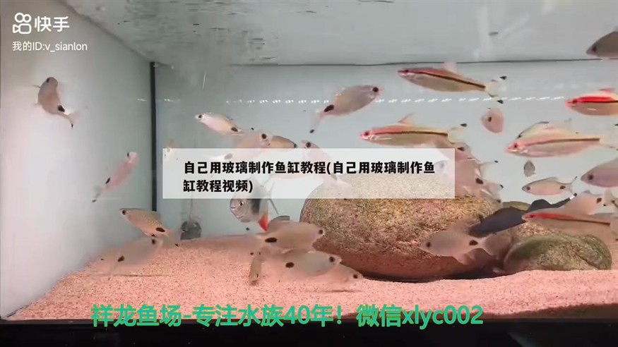 自己用玻璃制作魚缸教程(自己用玻璃制作魚缸教程視頻)